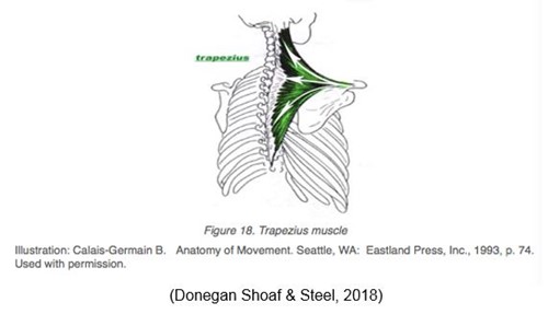 An illustration of a trapezius muscle