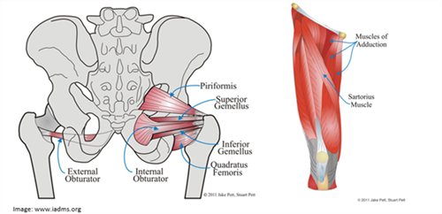 Diagrams of muscles that rotate the leg